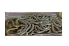 Fladen Vermz Kum Solucan, 8.5 cm 20P 02