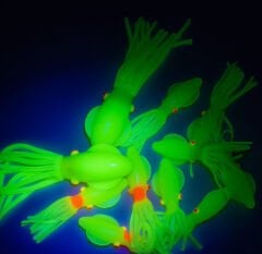 Solid squid 7cm 6pack Yeşil